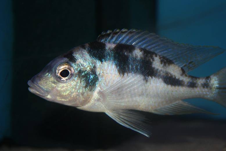 Mylochromis mola 'Mazinzi Reef'